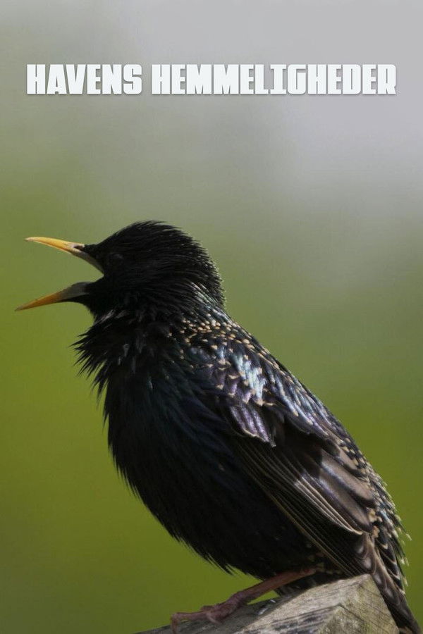 Havens hemmeligheder