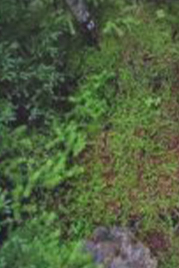 Spots of Memory: what I remembered during one month away after six years on Blast Hole Pond Road, Newfoundland 2008