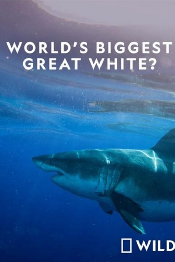 National Geographic: Worlds Biggest Great White Shark