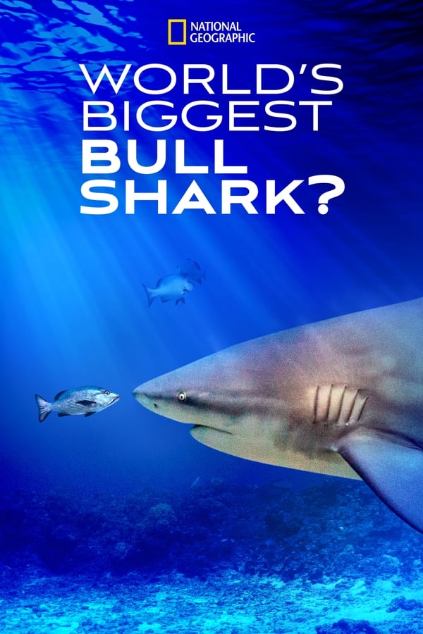 TVplus EN - World's Biggest Bull Shark?  (2021)