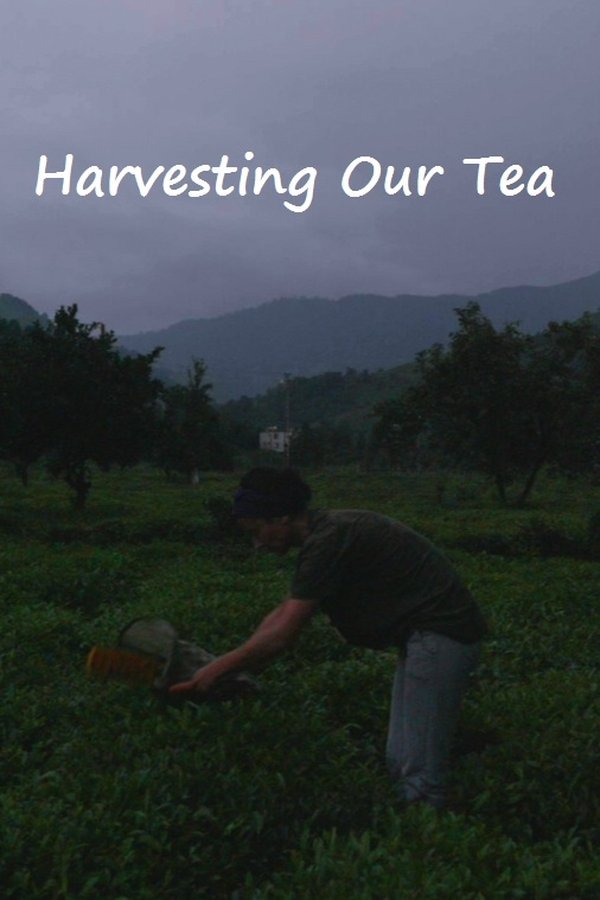 Harvesting Our Tea poster