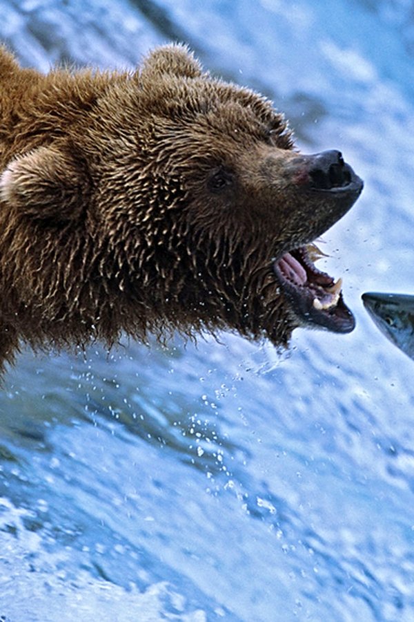 Gli spettacolari fenomeni della natura – S01E02 – La grande migrazione dei salmoni