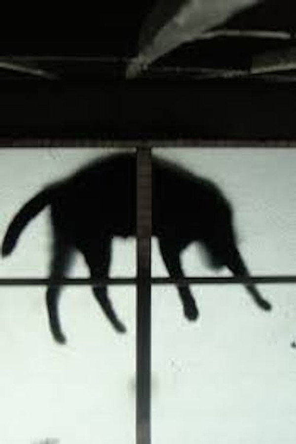 剪刀找猫