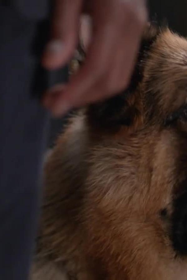 Hudson & Rex – S02E08 – Gioco di ossa