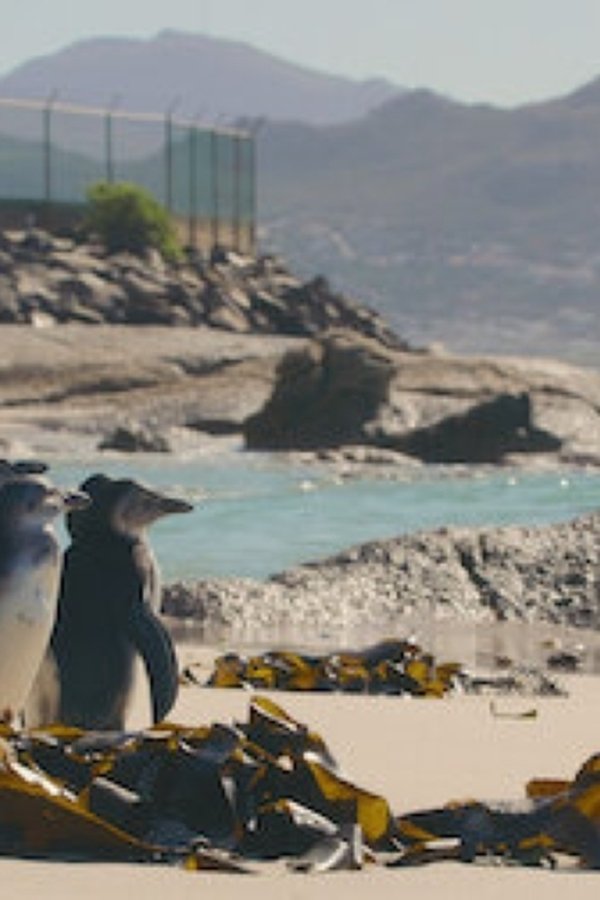 Il villaggio dei pinguini – S01E08 – Cavarsela da soli