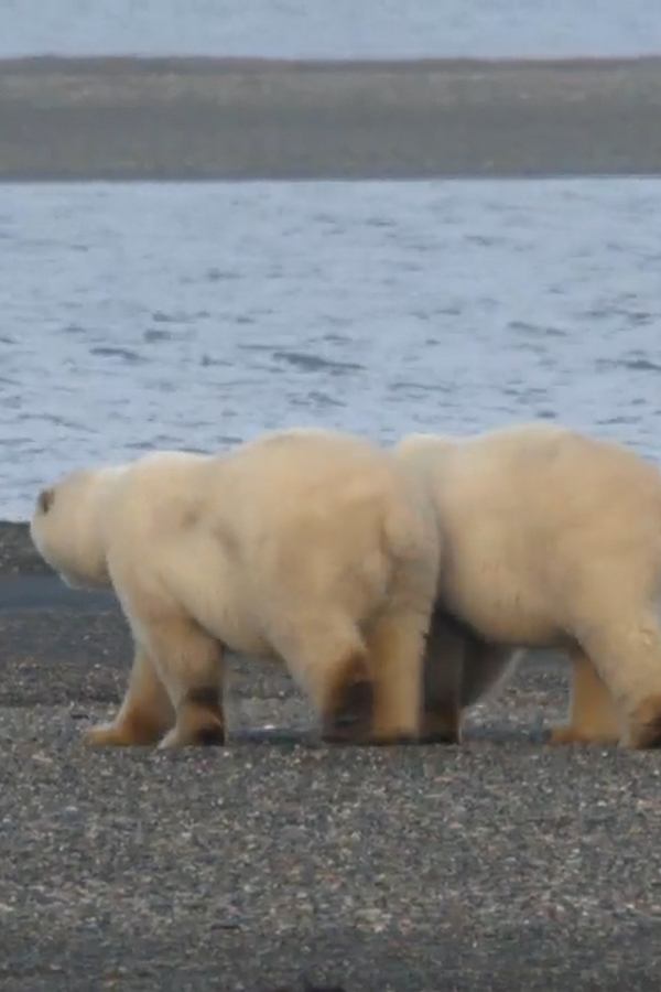 Alaska’s Grizzly Gauntlet – S01E02 – Episodio 2