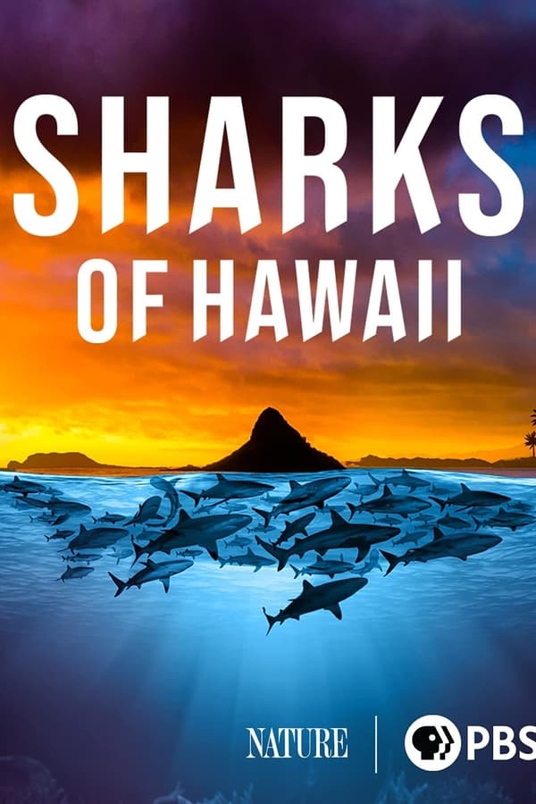 Nearly 40 shark species live in the warm waters of Hawaii's volcanic islands, including white tip reef sharks, Galapagos sharks and tiger sharks.