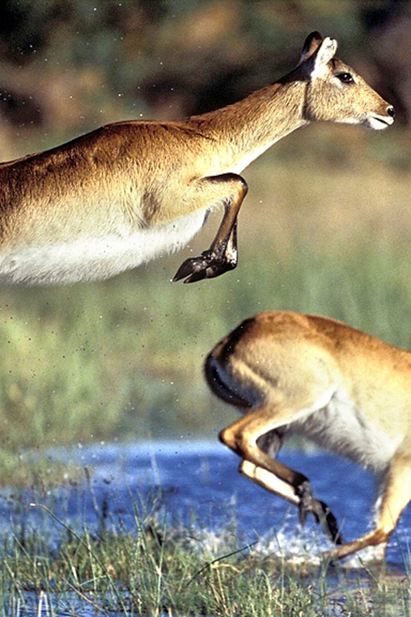 Gli spettacolari fenomeni della natura – S01E05 – La grande innondazione