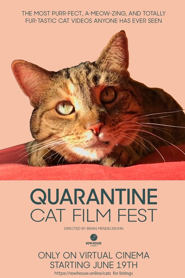 Quarantine Cat Film Festival