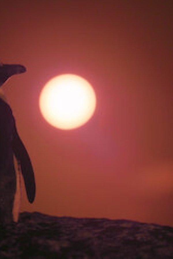 Il villaggio dei pinguini – S01E03 – Caldo e predatori