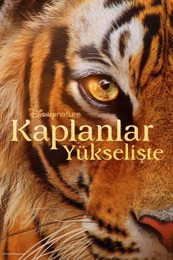 Tigers on the Rise (2024)