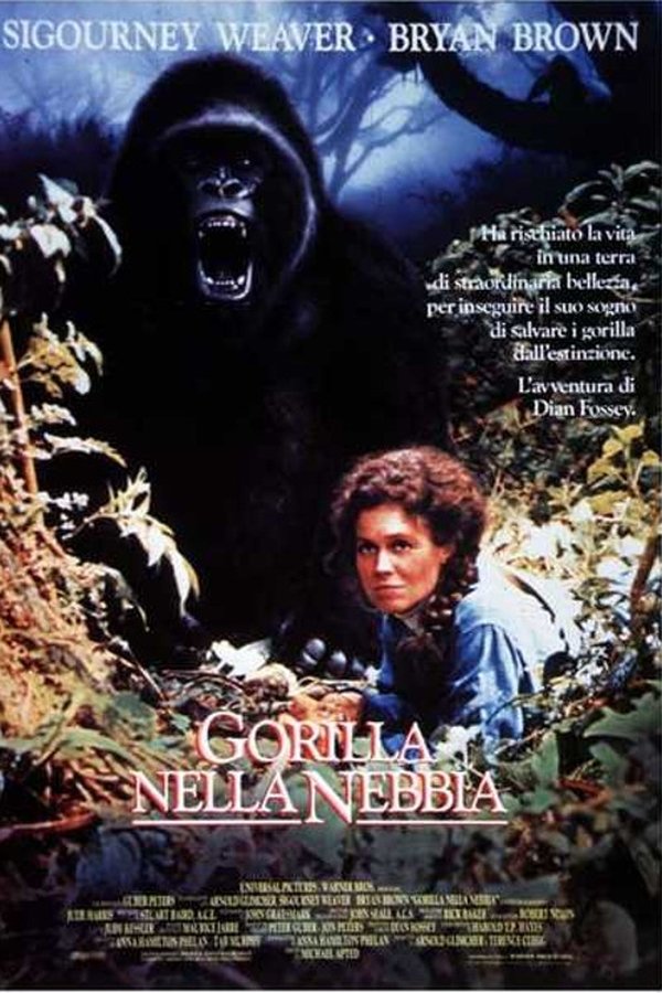 Gorilla nella nebbia