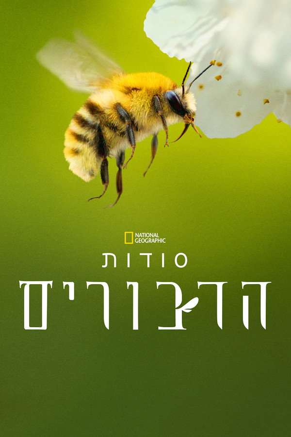 IL - Secrets of the Bees סודות הדבורים (2026) (US)
