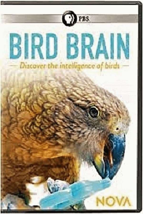 A movie about scientists testing the knowledge of birds.