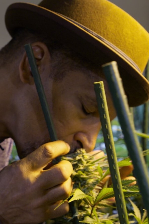 Il business degli stupefacenti – S01E05 – Cannabis
