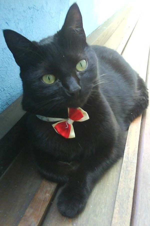 Mini Mulamba