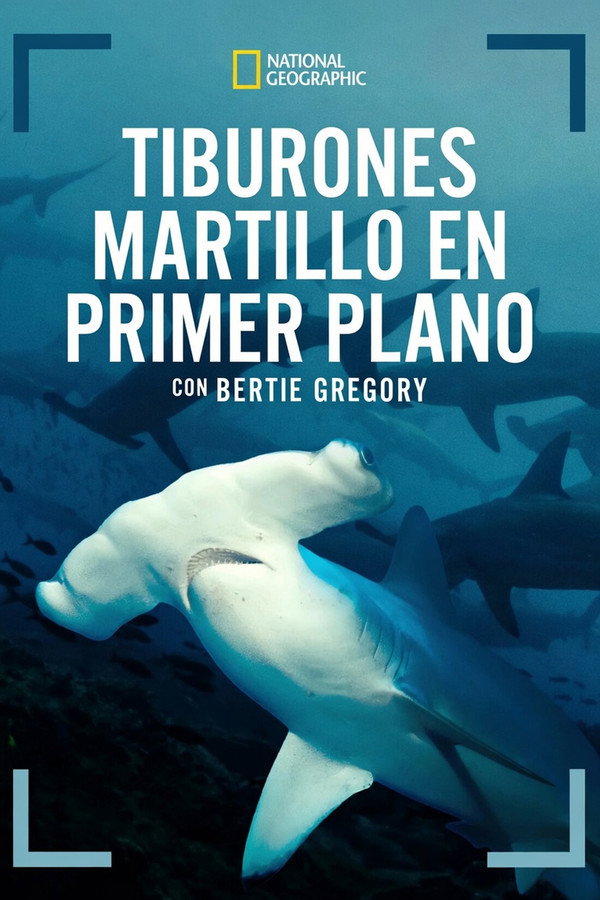 ES - Tiburones martillo en primer plano con Bertie Gregory (2026)