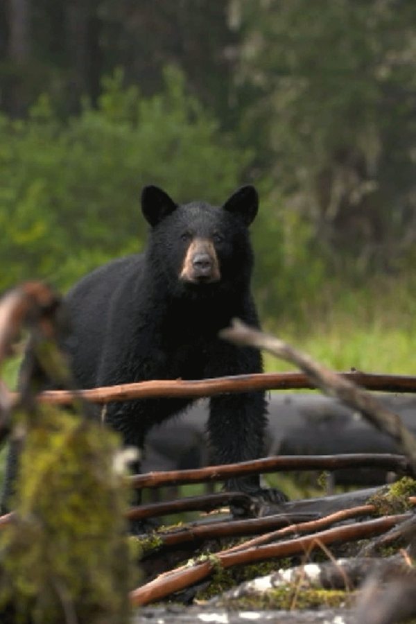 Alaska’s Grizzly Gauntlet – S01E04 – Episodio 4