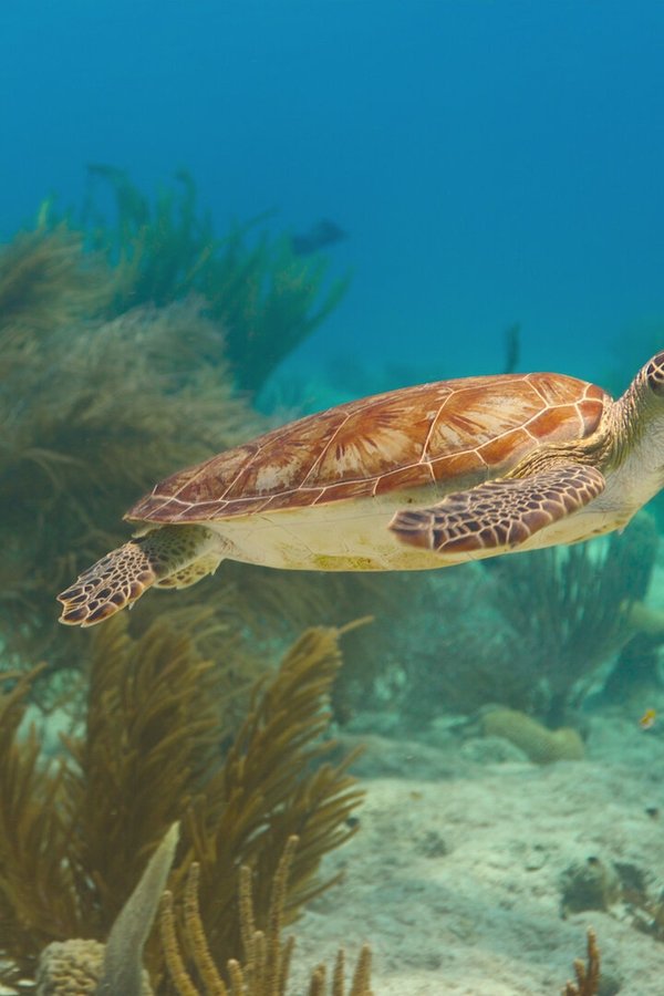 Oceani del mondo – S01E01 – Oceano Pacifico