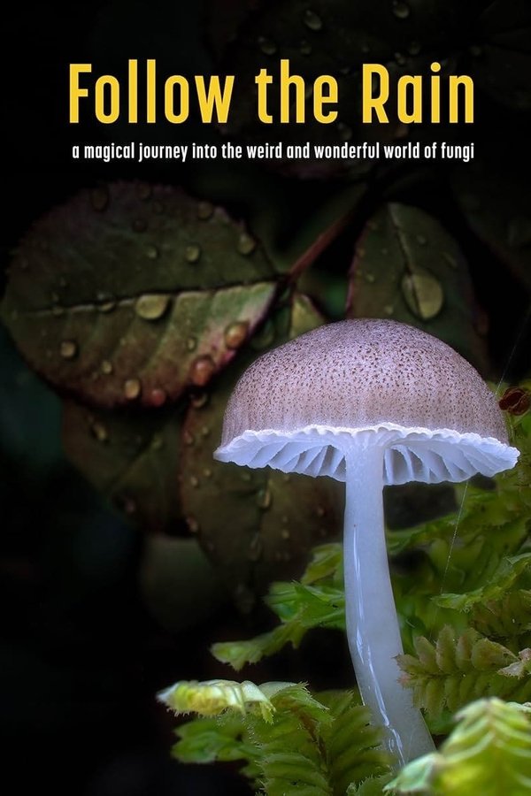 Follow the Rain poster