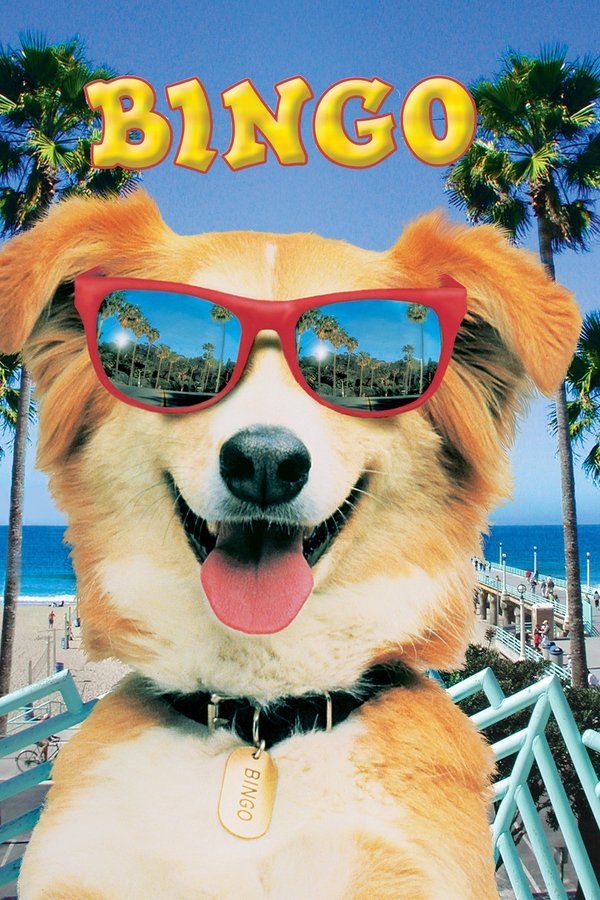 Bingo Esperto pra Cachorro