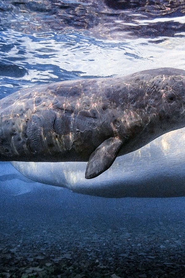 I Segreti delle Balene – S01E03 – Il regno dei beluga