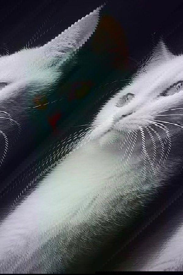 Pari