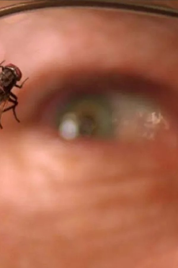 La Mouche