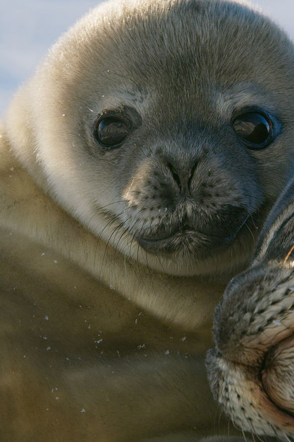 Bir Gezegen " tvg-logo="https://image.tmdb.org/t/p/w600_and_h900_bestv2/vyh97dLyRg6g9bSQ2RSl4ZcYdpP.jpg" group-title="Hulu",Yedi Dünya, Bir Gezegen