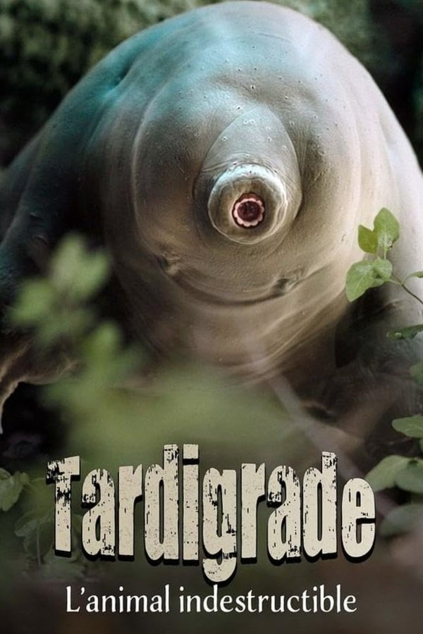 Tardigrade, l’animal indestructible