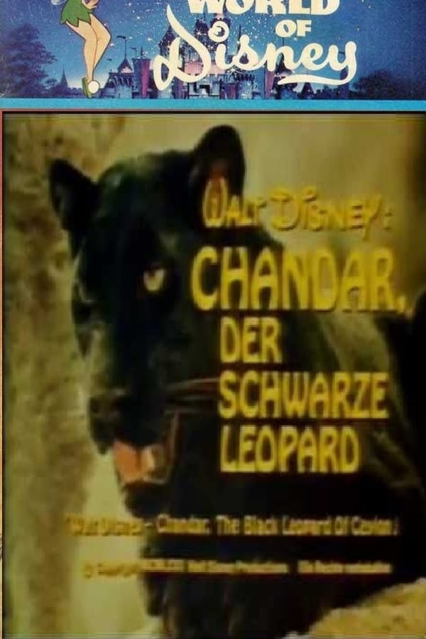 Chandar, the Black Leopard of Ceylon