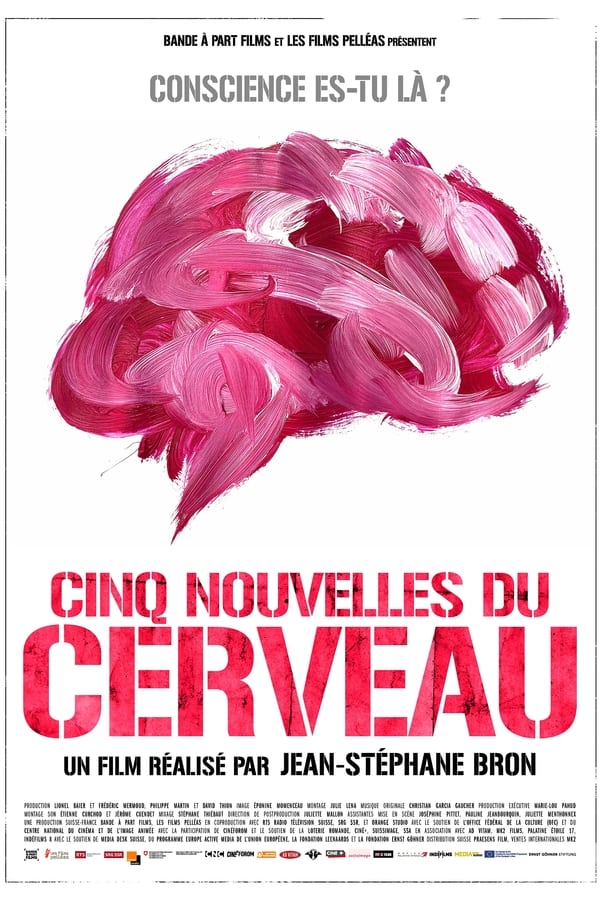 Cinq nouvelles du cerveau