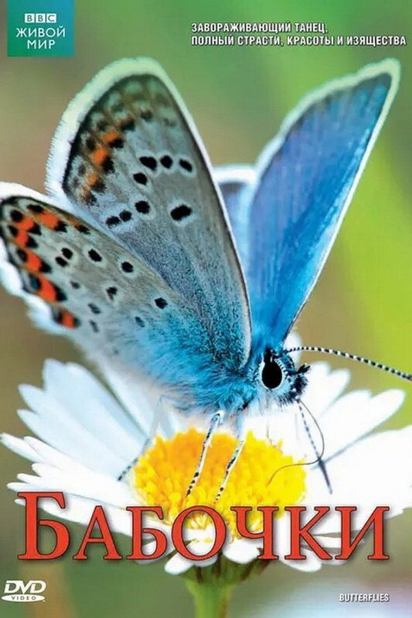 Butterflies: A Very British Obsession