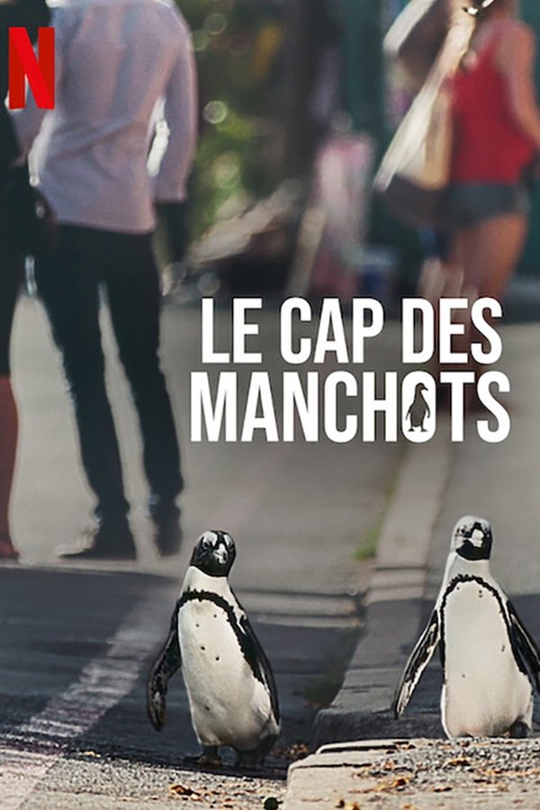 FR - Le Cap des manchots () (ZA) 4KOTT