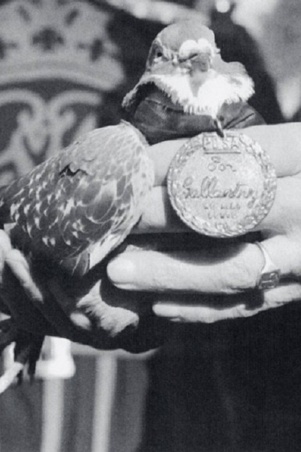 War Pigeon