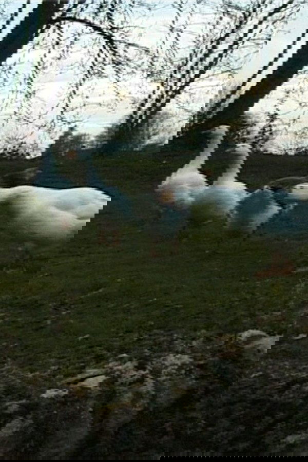 Le Jeu de l’oie du Professeur Poilibus