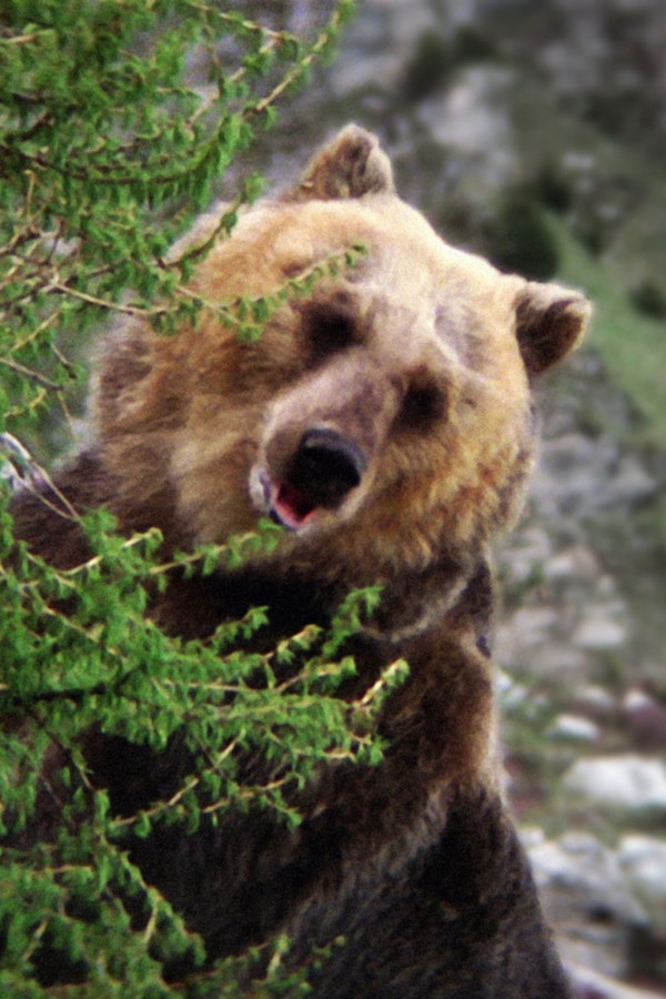 Bozo the Bear's headshot