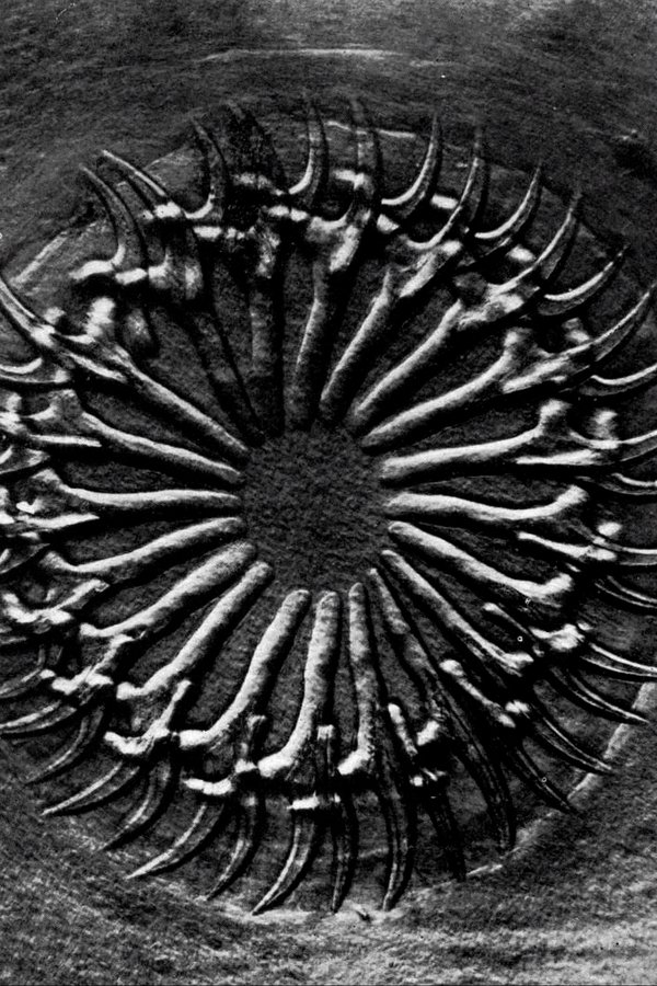 Organized Forgetting