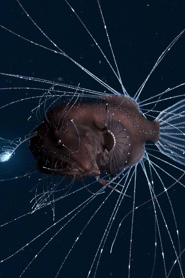 Il nostro pianeta – S01E06 – Mare aperto