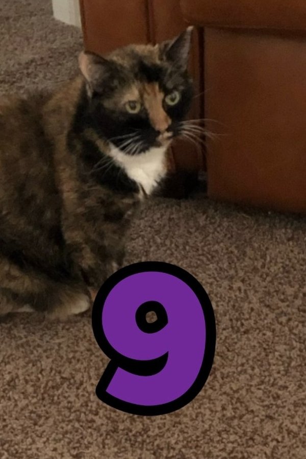 The Adventures of Murphy the Cat #9 poster