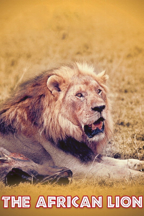 The African Lion 海报