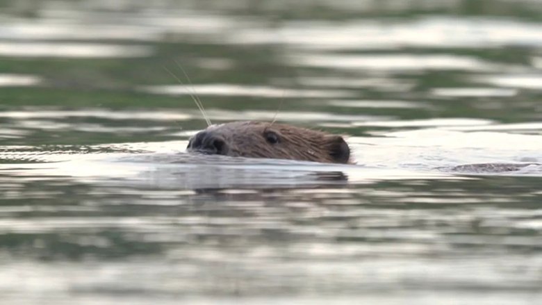 Le cas du castor