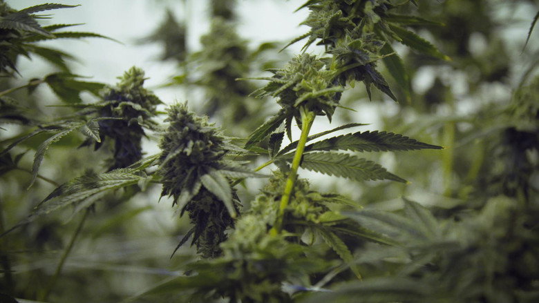 Cannabis illégal backdrop 7