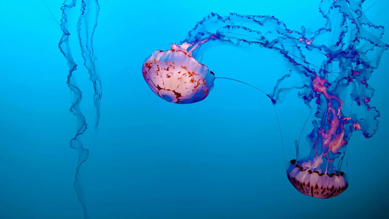 Jellyfish, The new Rulers of the Ocean backdrop 1