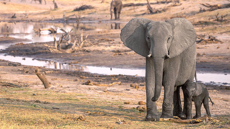 Botswana backdrop 2