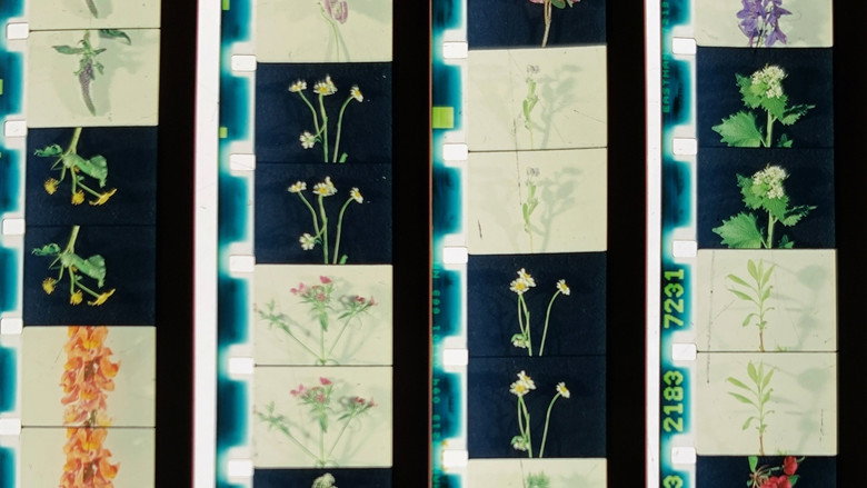 Lover, Lovers, Loving, Love backdrop 1