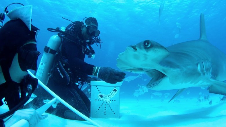 The Grand Fin-Ale