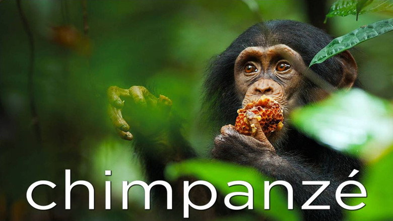 Chimpanzee backdrop 6