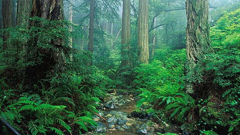 Vision of Nature線上电影看完整版