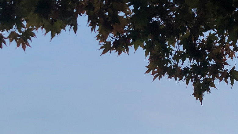 This Must Be the Place Backdrop